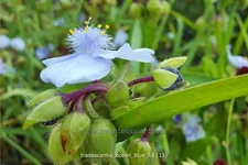 Tradescantia 'Ocean Blue'