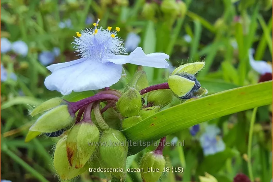 Tradescantia 'Ocean Blue'