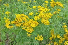 Tanacetum vulgare