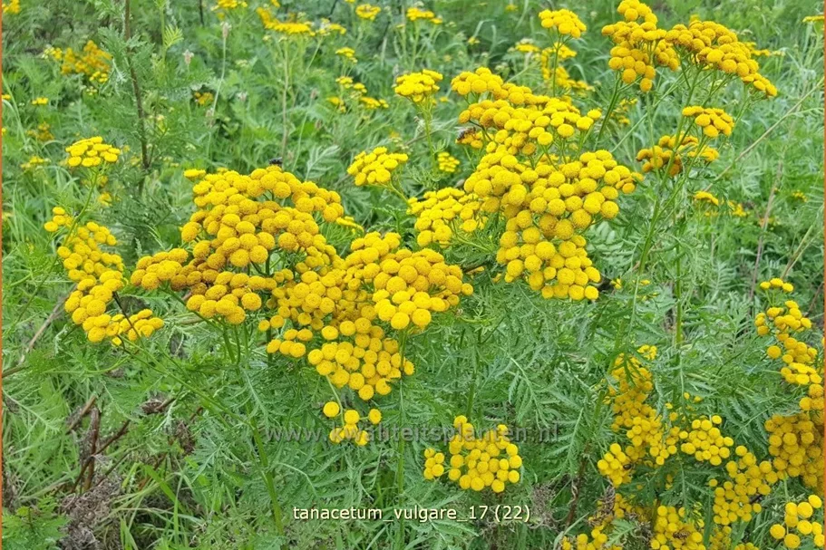 Tanacetum vulgare