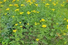 Tanacetum vulgare