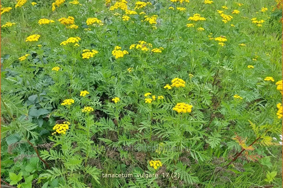 Tanacetum vulgare