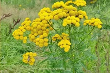 Tanacetum vulgare