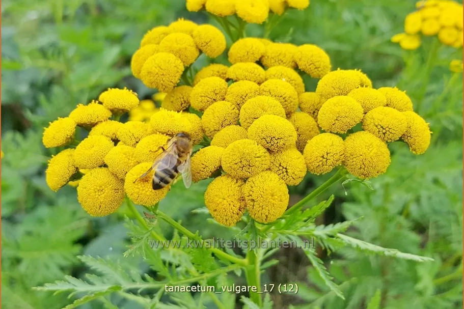 Tanacetum vulgare