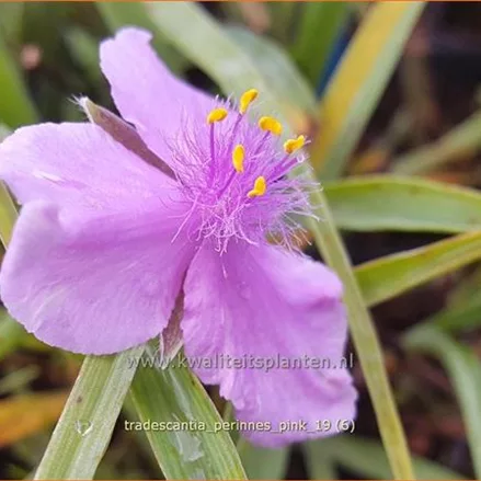 Tradescantia 'Perinne's Pink'