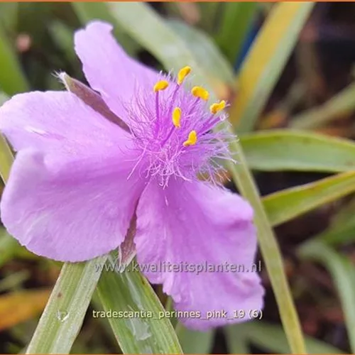Tradescantia 'Perinne's Pink'
