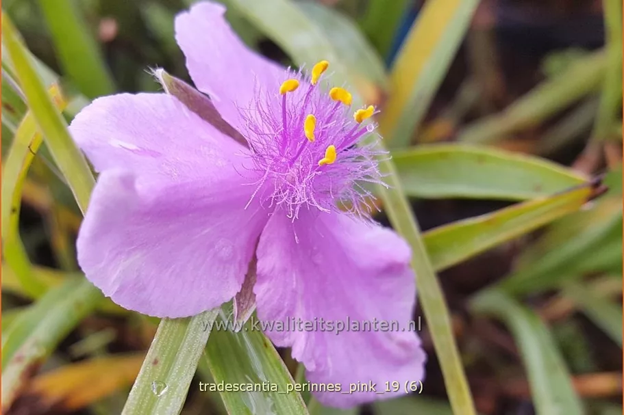 Tradescantia 'Perinne's Pink'
