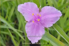Tradescantia 'Perinne's Pink'