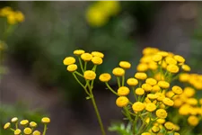 Tanacetum vulgare