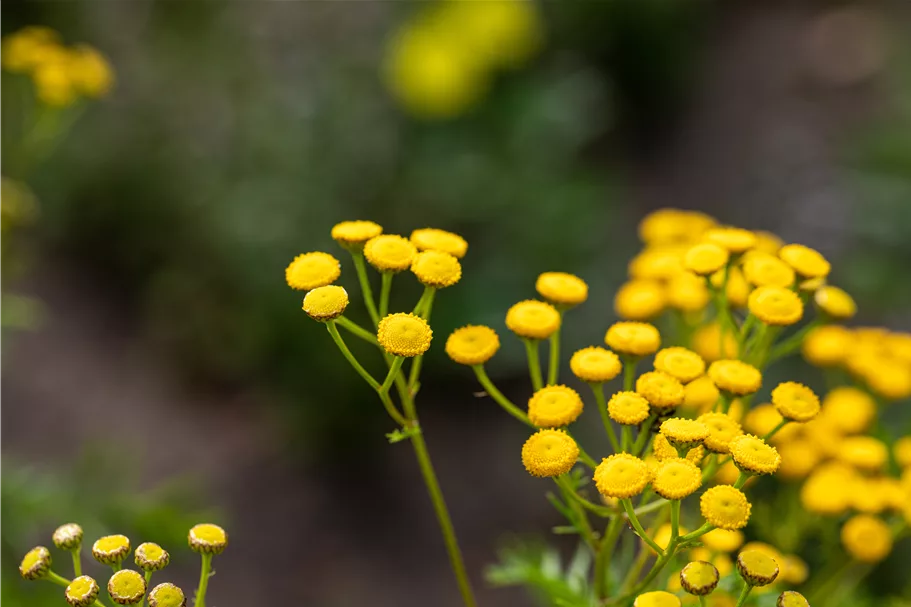 Tanacetum vulgare