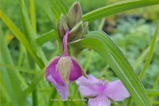 Tradescantia 'Perinne's Pink'