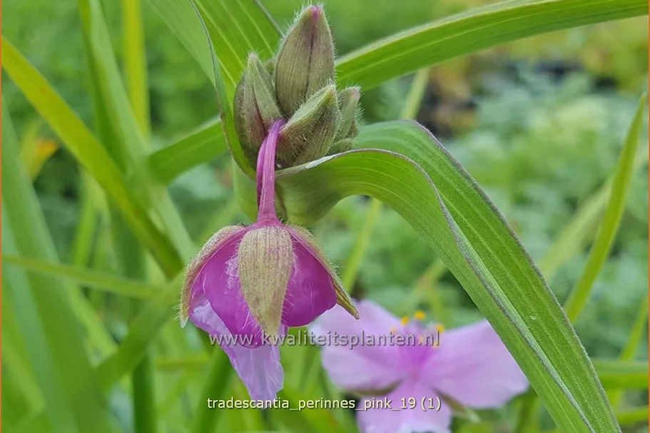 Tradescantia 'Perinne's Pink'
