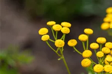 Tanacetum vulgare