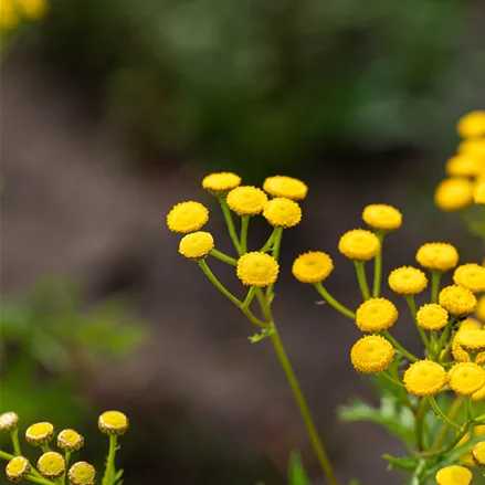 Tanacetum vulgare