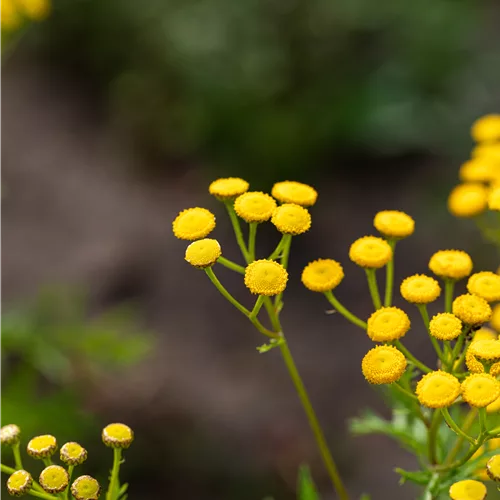 Tanacetum vulgare