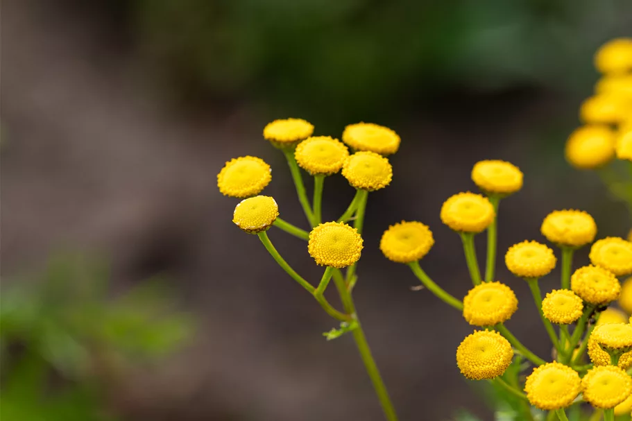 Tanacetum vulgare