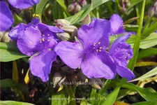 Tradescantia 'Purewell Giant'