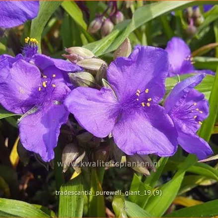 Tradescantia 'Purewell Giant'