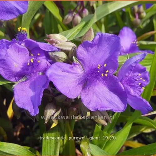 Tradescantia 'Purewell Giant'