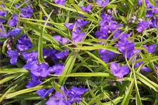 Tradescantia 'Purewell Giant'