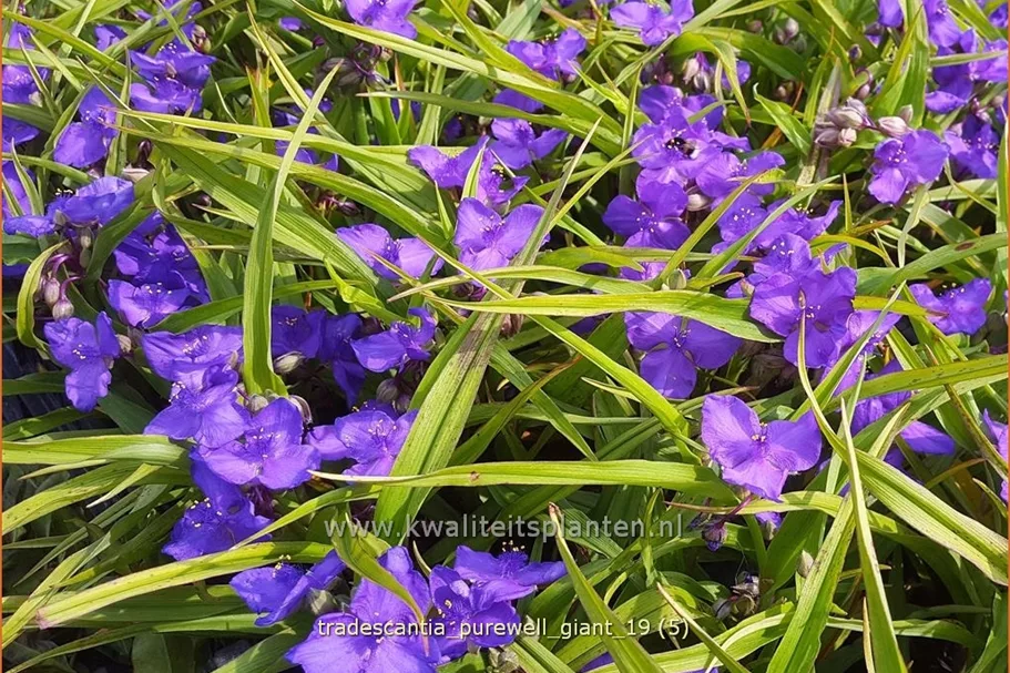 Tradescantia 'Purewell Giant'