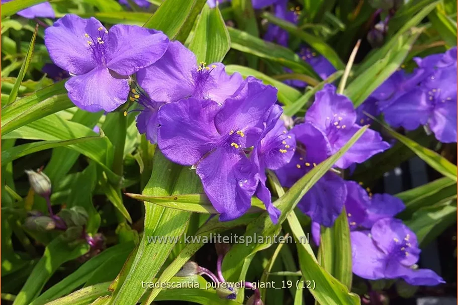 Tradescantia 'Purewell Giant'