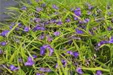 Tradescantia 'Purewell Giant'