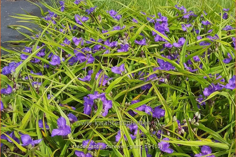 Tradescantia 'Purewell Giant'