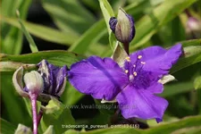 Tradescantia 'Purewell Giant'