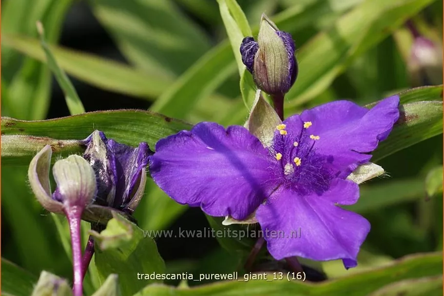 Tradescantia 'Purewell Giant'