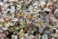 Thymus praecox 'Pseudolanuginosus'