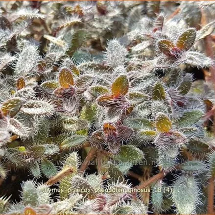 Thymus praecox 'Pseudolanuginosus'
