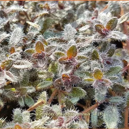 Thymus praecox 'Pseudolanuginosus'