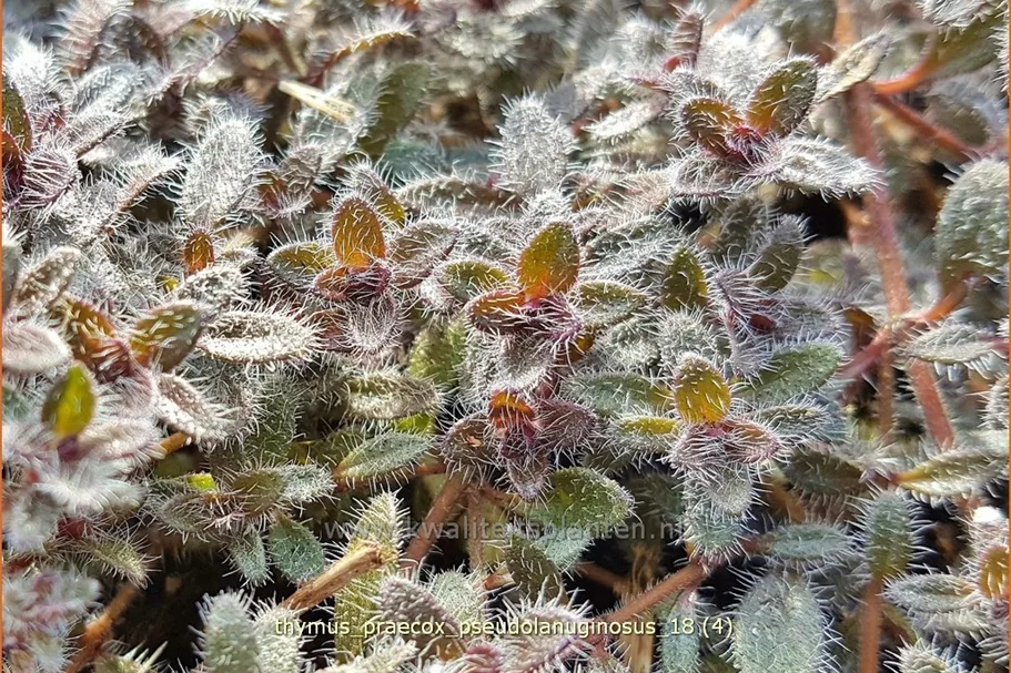 Thymus praecox 'Pseudolanuginosus'