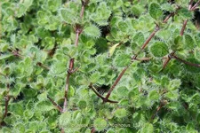 Thymus praecox 'Pseudolanuginosus'
