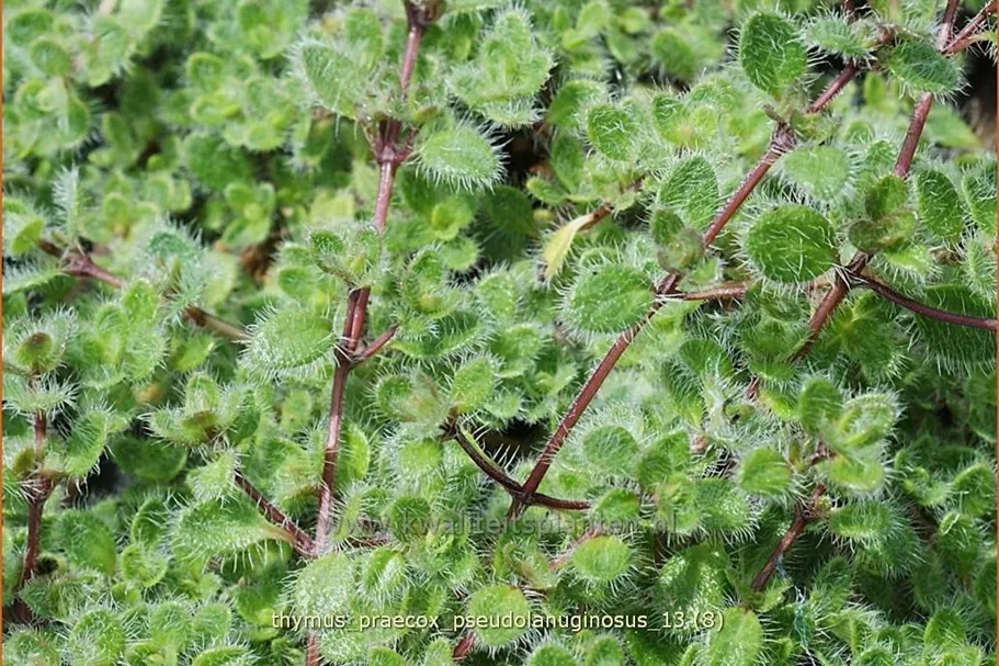 Thymus praecox 'Pseudolanuginosus'