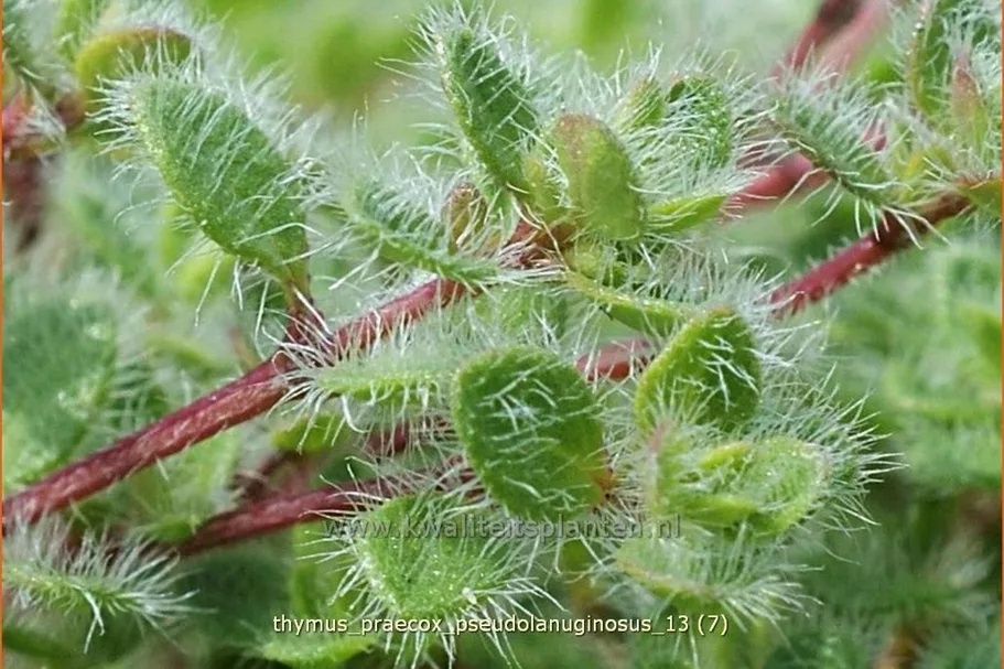 Thymus praecox 'Pseudolanuginosus'