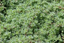 Thymus praecox 'Pseudolanuginosus'