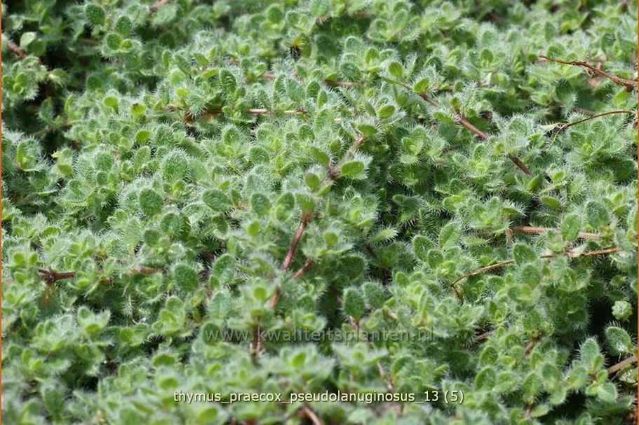 Thymus praecox 'Pseudolanuginosus'