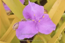 Tradescantia andersoniana 'Sunshine Charm'