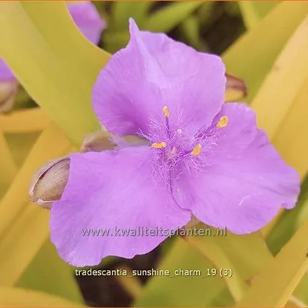 Tradescantia andersoniana 'Sunshine Charm'