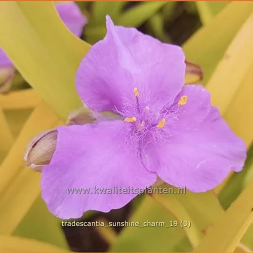 Tradescantia andersoniana 'Sunshine Charm'