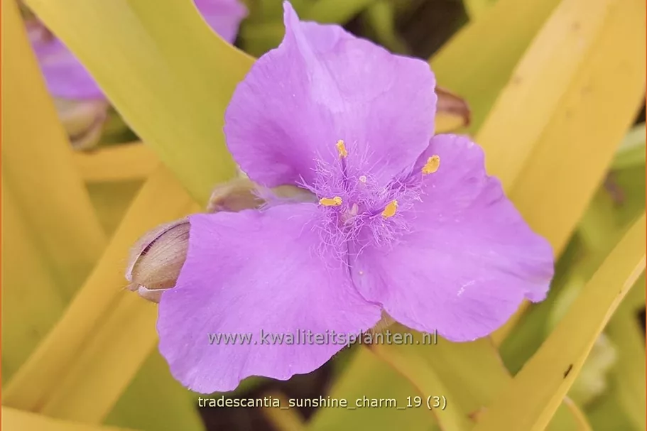 Tradescantia andersoniana 'Sunshine Charm'