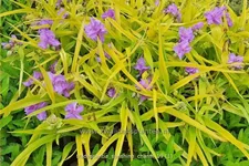 Tradescantia andersoniana 'Sunshine Charm'