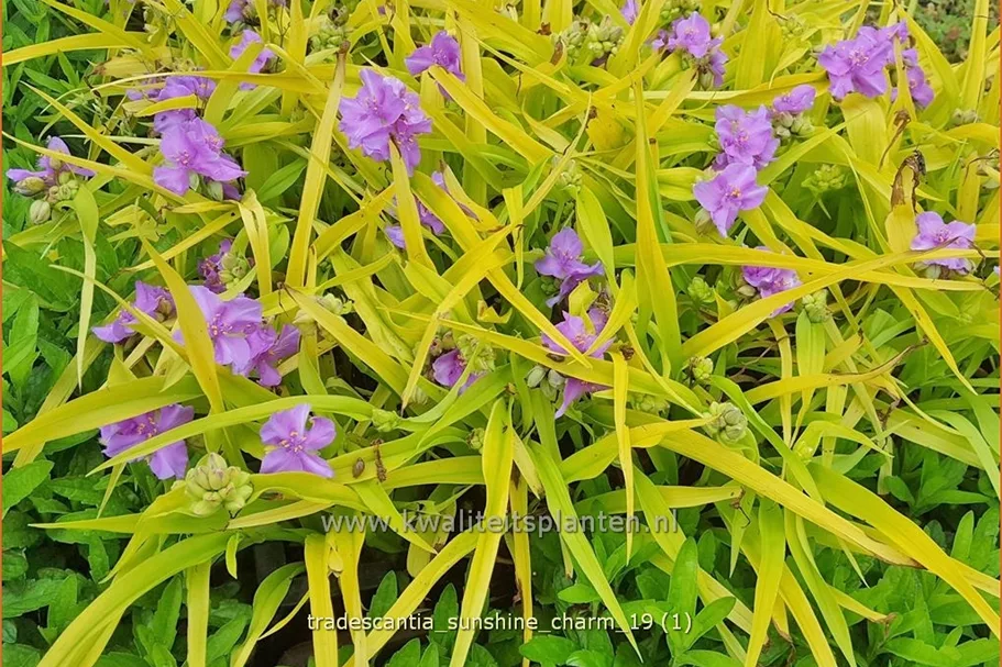 Tradescantia andersoniana 'Sunshine Charm'
