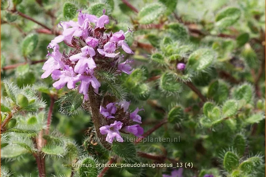 Thymus praecox 'Pseudolanuginosus'