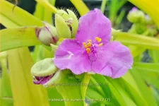 Tradescantia andersoniana 'Sunshine Charm'