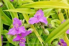 Tradescantia andersoniana 'Sunshine Charm'