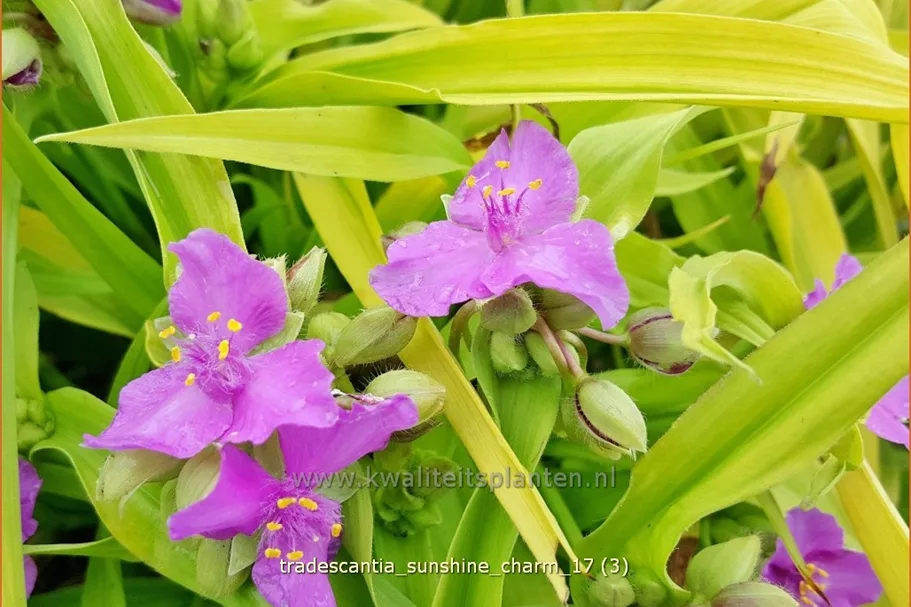 Tradescantia andersoniana 'Sunshine Charm'