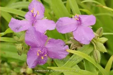 Tradescantia andersoniana 'Sunshine Charm'